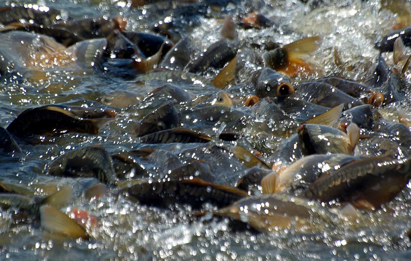 Где водится рыба